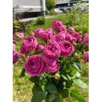 Роза Мисти Баблс спрей (коробка)