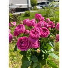 Роза Мисти Баблс спрей (коробка)