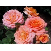 Роза Вивьен Вествуд флорибунда (коробка)