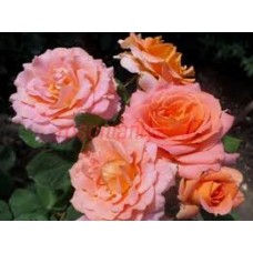 Роза Вивьен Вествуд флорибунда (коробка)