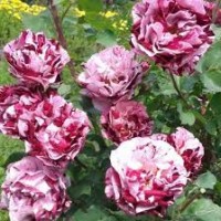 Роза Нью Имэджин флорибунда (коробка)