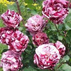 Роза Нью Имэджин флорибунда (коробка)