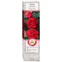 Роза Рубан Руж парковая (коробка)