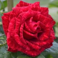 Роза Ред Интуишн ч/г (коробка)