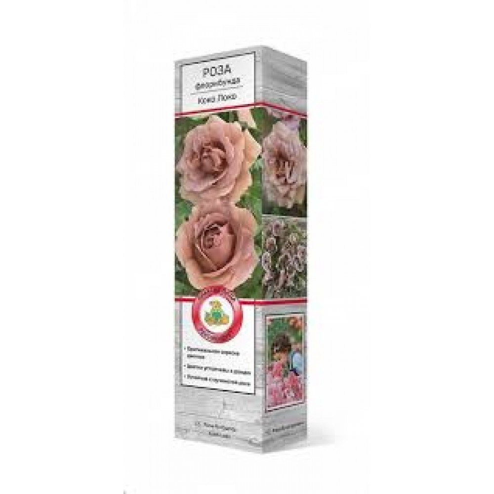Роза Коко Локо флорибунда (коробка)