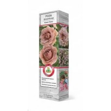 Роза Коко Локо флорибунда (коробка)