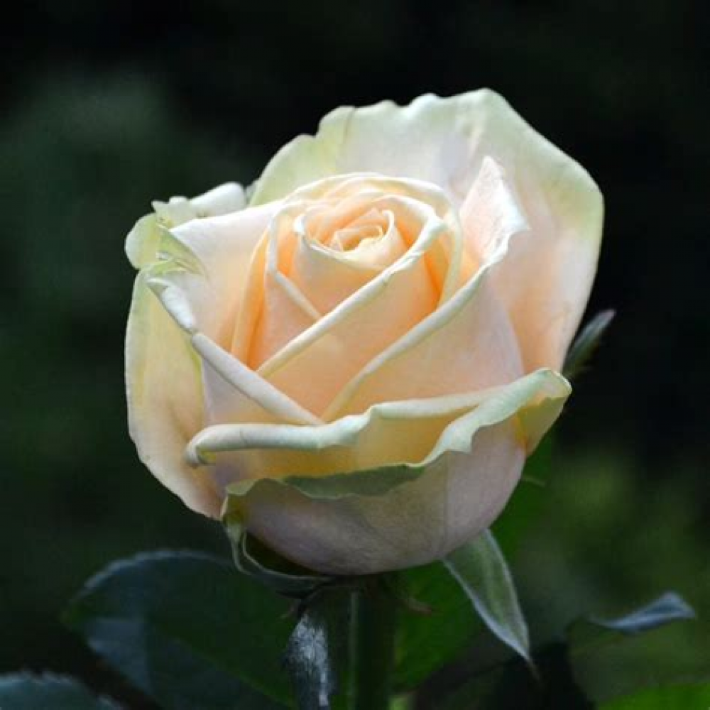 Роза Аваланж