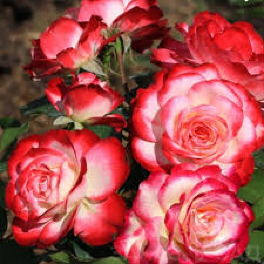 Роза Принц де Монако флорибунда (коробка)