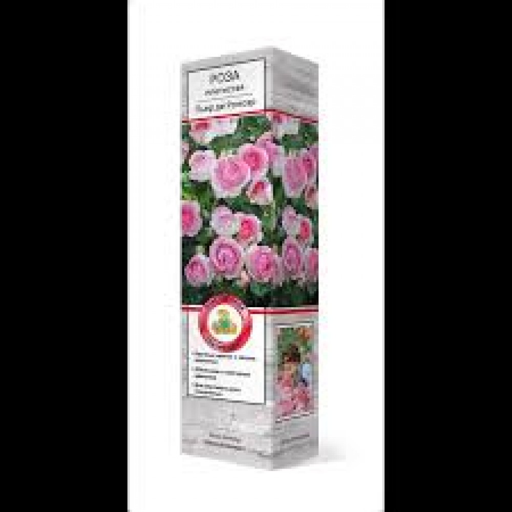 Роза Пьер де Ронсар плетистая (коробка)