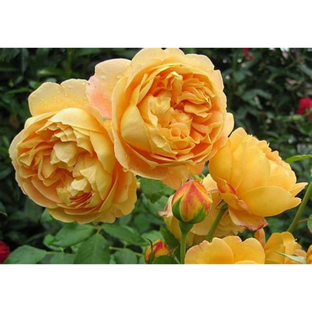 Роза Аспирин флорибунда (коробка)