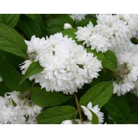 Дейция шершавая