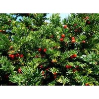 Тис золотистый