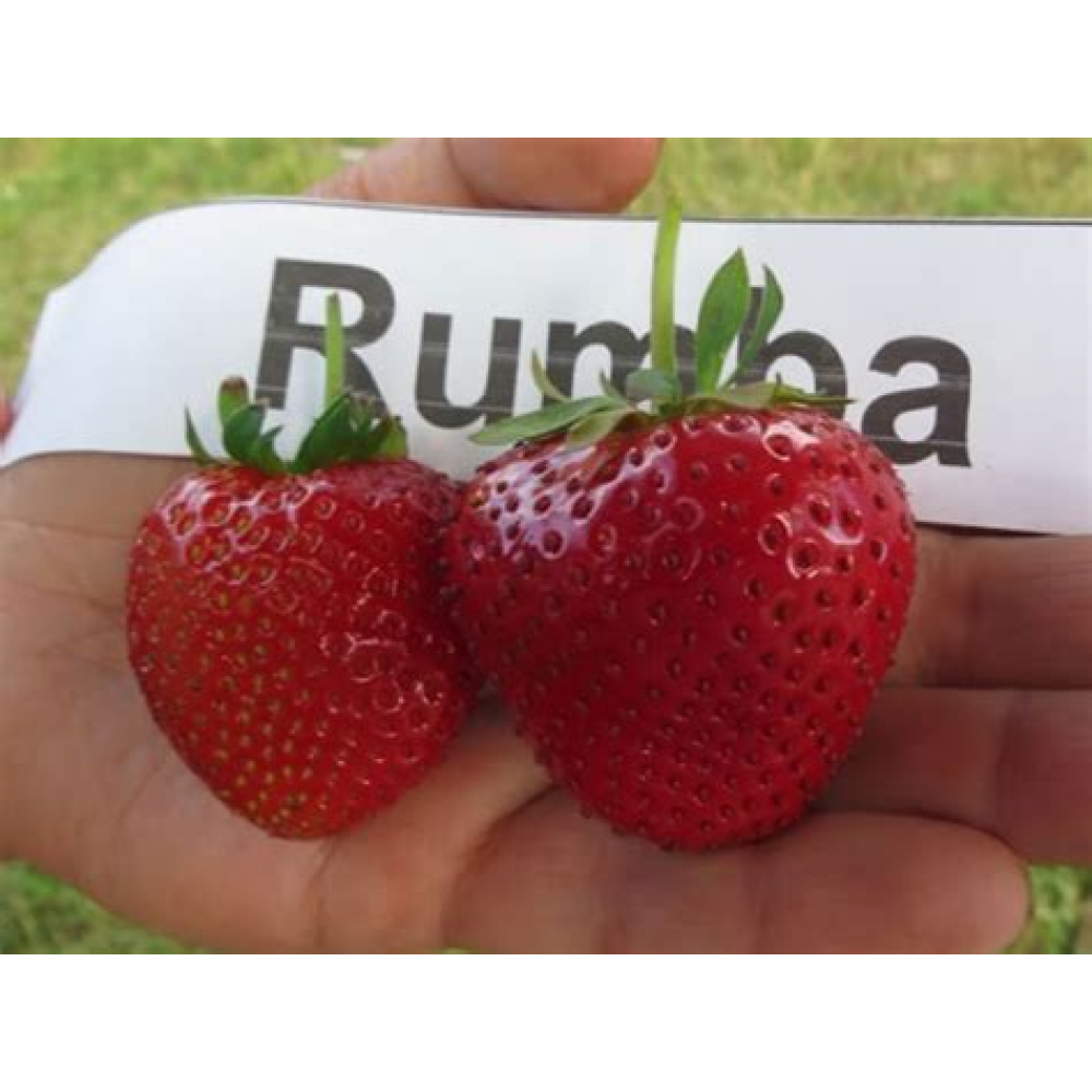 Клубника Румба Клубника Румба