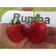 Клубника Румба