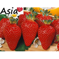 Клубника Азия