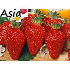 Клубника Азия