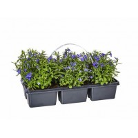 Рассада Лобелия микс