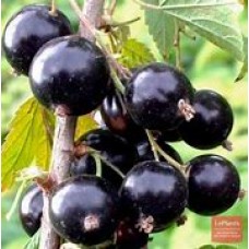 Смородина черная Ядреная ОКС