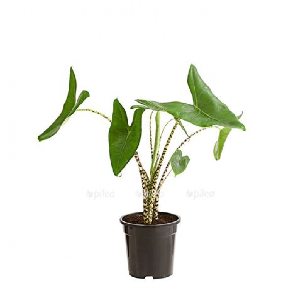 Растение Алоказия Зебрина 19х90см