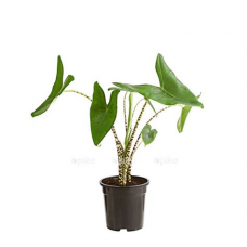 Растение Алоказия Зебрина 19х90см