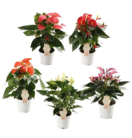 Растение Антуриум 12х35/45см