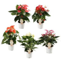 Растение Антуриум 12х35/45см