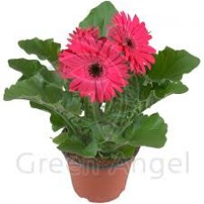 Растение Гербера 10х25см