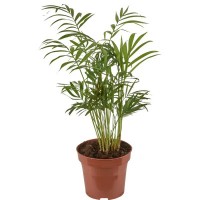Растение Хамедорея 23х100см