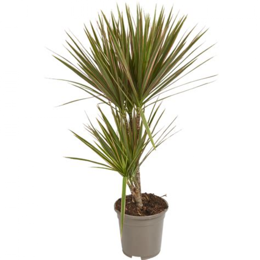 Растение Драцена Маргината 24х125см Растение Драцена Маргината 24х125см