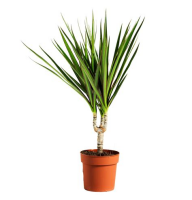 Растение Драцена Маргината 12х50см