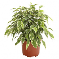 Растение Фикус Бенджамина Кинки 12х25см