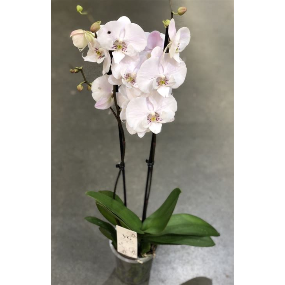 Растение Фаленопсис 2 стрелы 12х60см Растение Фаленопсис 2 стрелы 12х60см