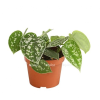 Растение Сциндапсус 12х15см