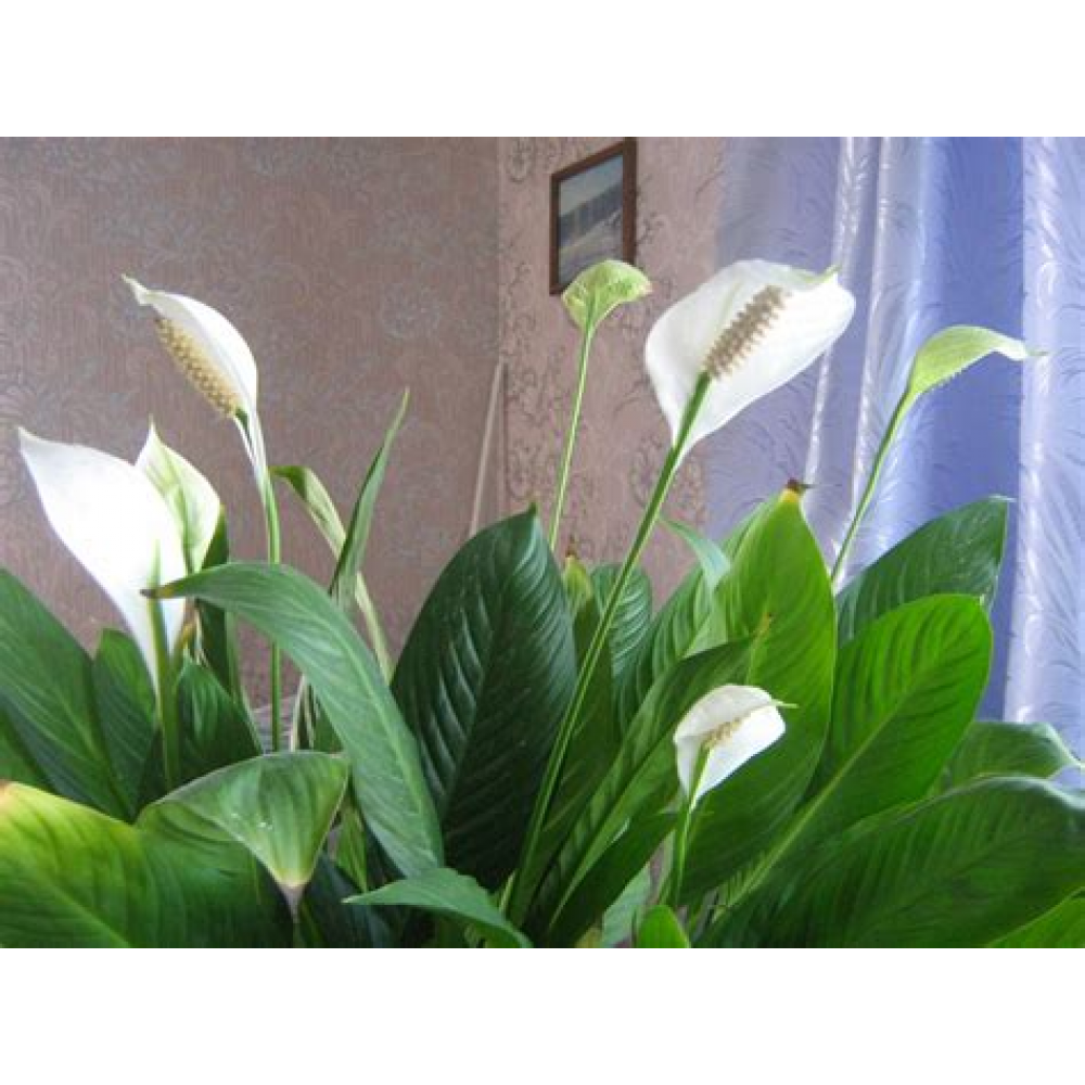 Растение Спатифиллум 9х35 9х28см