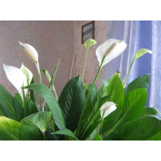 Растение Спатифиллум 9х35 9х28см