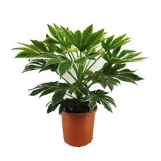 Растение Фатсия 12х45см