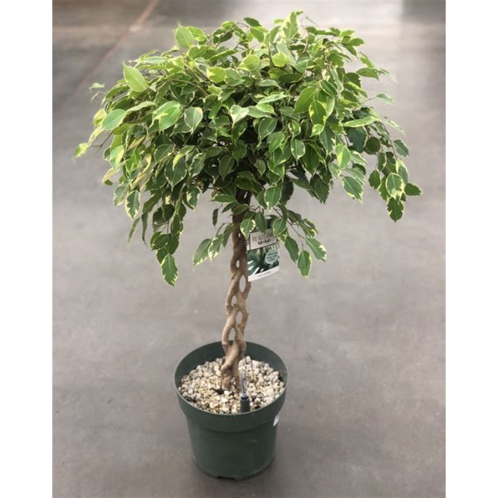 Растение Фикус Бенджамина переплетенный 12х40см