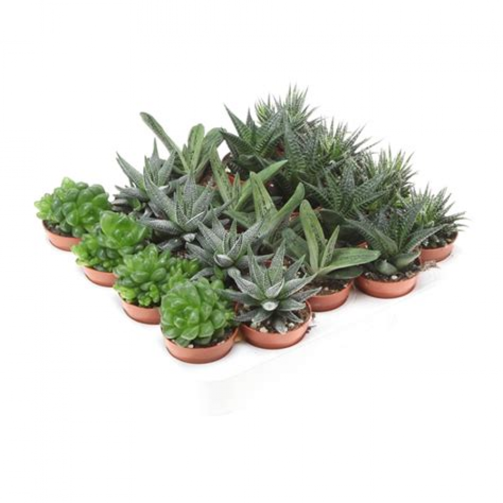 Растение Хавортия микс 8,5х14см Растение Хавортия микс 8,5х14см