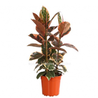 Растение Фикус эластика Белиз 12х35см