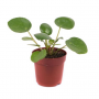 Растение Пеперомия 12х25см