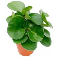 Растение Пеперомия 12х25см
