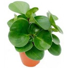 Растение Пеперомия 12х25см