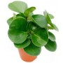 Растение Пеперомия 12х25см