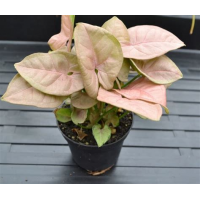 Растение Сингониум Неон 12х25см