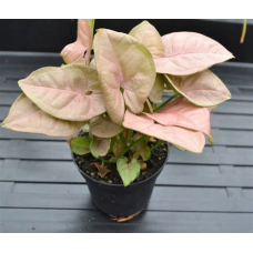 Растение Сингониум Неон 12х25см