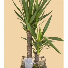 Растение Юкка 21х100см