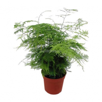 Растение Аспарагус 12х38см