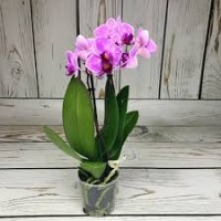 Растение Фаленопсис мини 9х35см