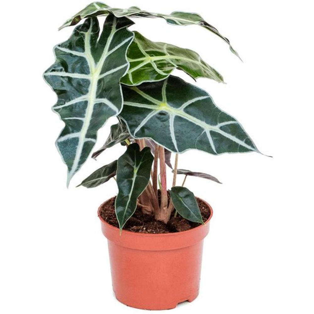 Растение Алоказия Полли 12х30см АКЦИЯ 20%