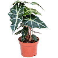 Растение Алоказия Полли 12х30см АКЦИЯ 20%